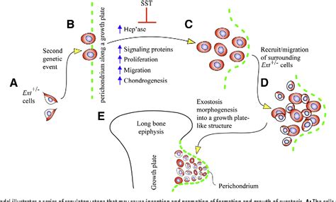 Figure From Heparanase Stimulates Chondrogenesis And Is Up Regulated