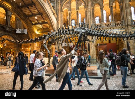 Natural history museum diplodocus skeleton hi-res stock photography and ...