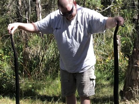 NSW Snake Catchers Share Tips Tricks Predictions And Wild Stories For