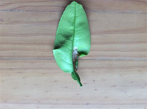 Orange Leaf Discolouration And Curling On A Citrus Tree What Is It