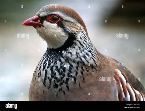 British Partridge Hi Res Stock Photography And Images Alamy