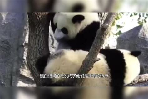 大熊猫被剃毛，剃完毛什么样子呢？网友：非常性感！ 样子 什么 大熊猫