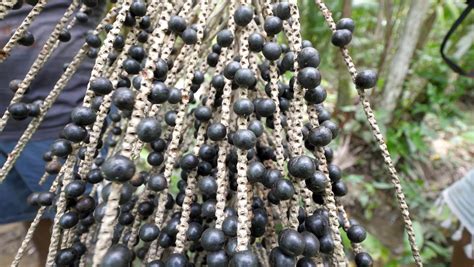 Acai Berries From The Tree