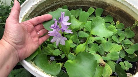 Water Hyacinth Blooming In My Home Garden Pond YouTube