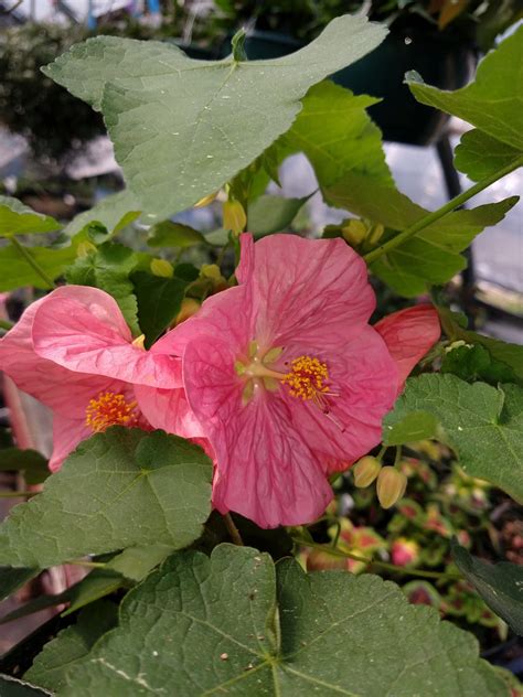 Wk 24 Ann Abutilon Bella Select Amazing Flower Farm