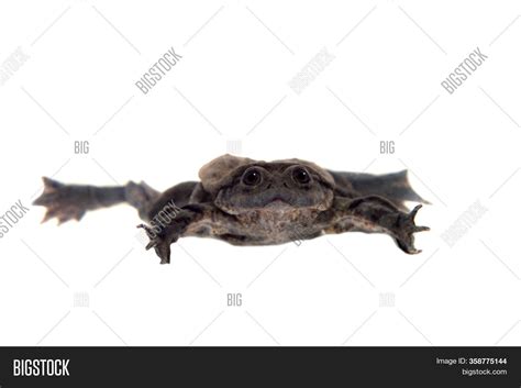 Titicaca Water Frog Image & Photo (Free Trial) | Bigstock