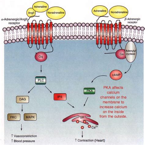 Bod Quiz 1 Alpha And Beta Receptors Flashcards Quizlet