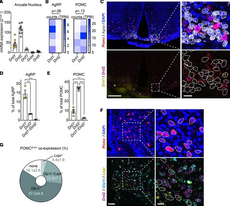 Figure From Dopamine Inhibited Pomc Drd Neurons In The Arc Acutely