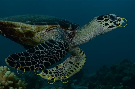 The Green Hawksbill And Loggerhead Turtle Three Beautiful Sea