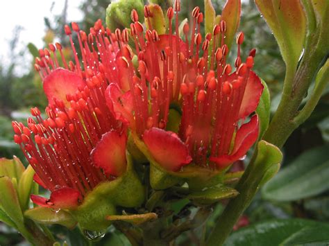 Xanthostemon Speciosus Myrtaceae Image 26870 At PhytoImages Siu Edu