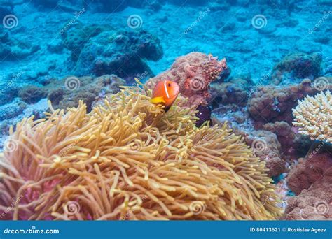 Clown Fishes Nested In Den Purpurroten Anemonen Stockbild Bild Von