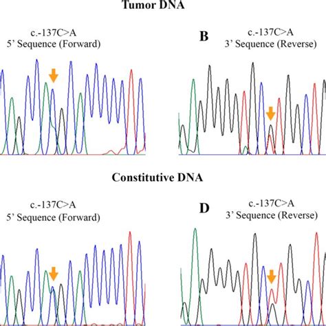 Type and localization of the variants found in the CDH1 gene by next... | Download Scientific ...