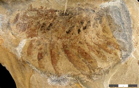 Anomalocarids from the Cambrian of Utah