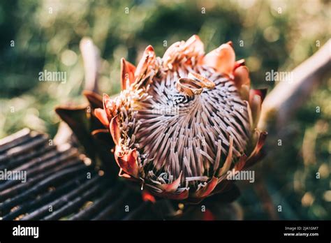 Protea Background Hi Res Stock Photography And Images Alamy