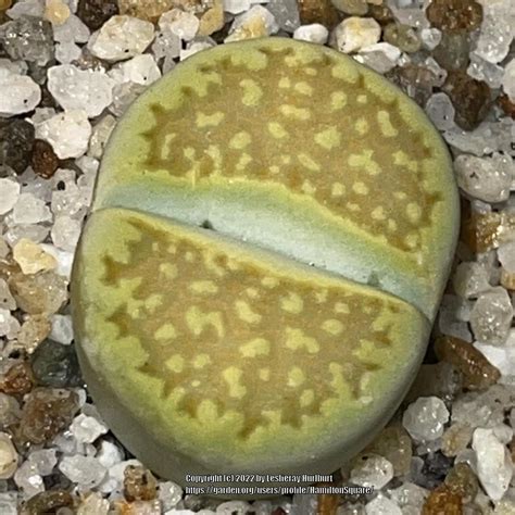 Photo Of The Entire Plant Of Living Stones Lithops Hallii Var