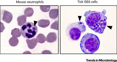 Anaplasma Phagocytophilum Uses Common Strategies For Infection Of Ticks