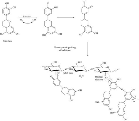 A Schematic Presentation Of Enzymatic Oxidation Of Catechin By