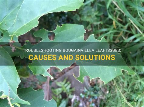 Troubleshooting Bougainvillea Leaf Issues Causes And Solutions Shuncy