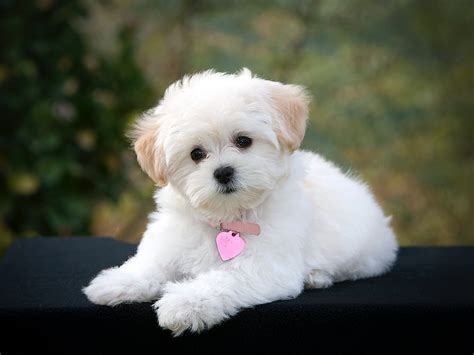 Adorable Maltese Puppy Hd Wallpaper