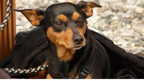 Pinscher Allemand Caractère éducation And Santé Guide Complet