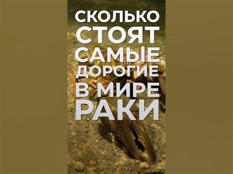СКОЛЬКО стоят САМЫЕ ДОРОГИЕ раки? - YouTube