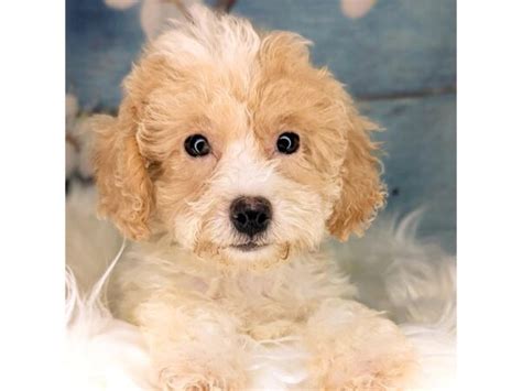 Toy Poodle Puppy Cream And White Id1955 Located At Petland Beavercreek Oh