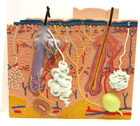 Eku Anatomy Lab Integumentary System Diagram Quizlet