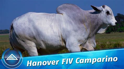 Hanover FIV Camparino YouTube