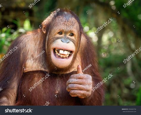 3,254 Orangutan smile Images, Stock Photos & Vectors | Shutterstock