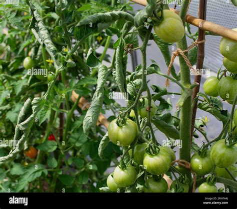 Variable Temperaturen Fotos Und Bildmaterial In Hoher Aufl Sung Alamy