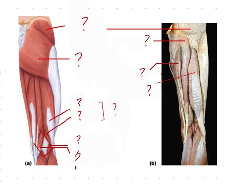 Muscles Of Hip And Posterior Thigh Diagram Quizlet