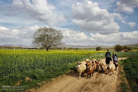 خبرگزاری مهر اخبار ایران و جهان Mehr News Agency مزارع کشاورزی