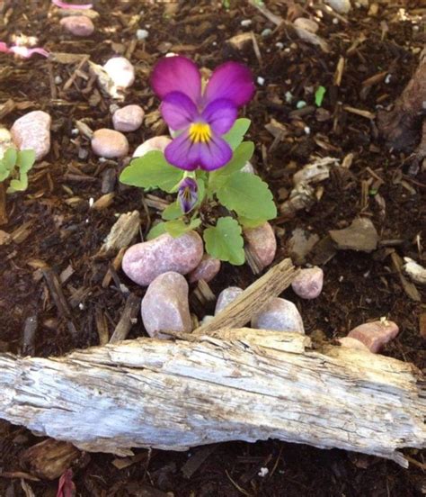 A Purple Flower Sitting On Top Of A Pile Of Dirt Next To Rocks And Wood