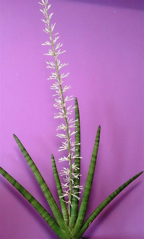 sansevieria cylindrica with flower Sansevieria Cylindrica, Sansevieria ...