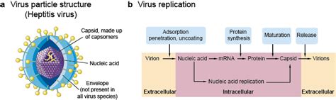 Viral Antigens Creative Diagnostics