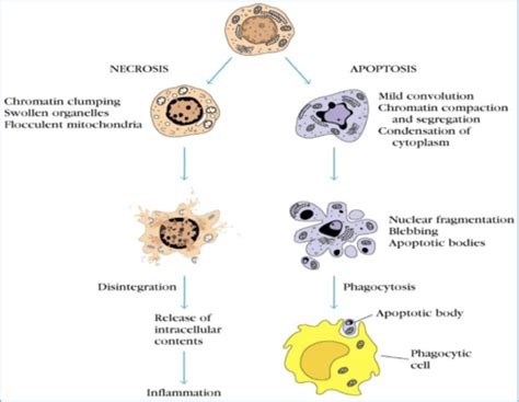 Apoptosis & the immune system Flashcards | Quizlet