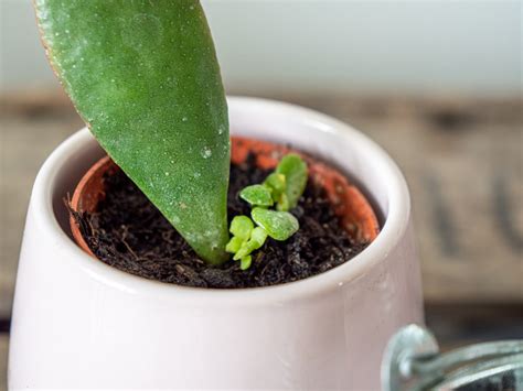 Verzorging Van Je Crassula Ovata Plantleven