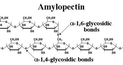 Amylopectin Alchetron The Free Social Encyclopedia