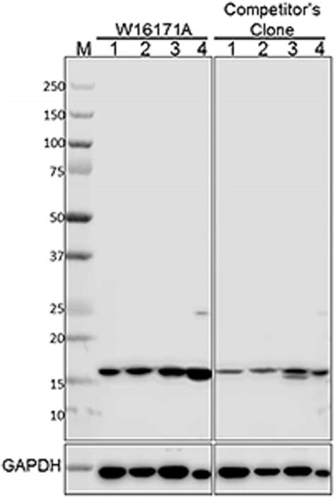 Biolegend Purified Anti H2ax Quantity Each Of 1 Fisher Scientific