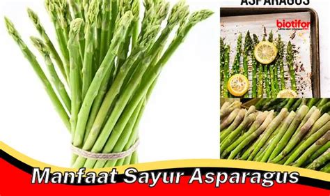 Temukan Manfaat Sayuran Asparagus Yang Jarang Diketahui Biotifor