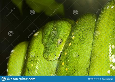 PYTHON VERT Morelia Viridis Imagen De Archivo Imagen De Individual