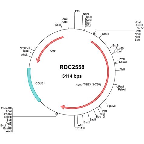 Human Siglec Np Versaclone Cdna Rdc R D Systems