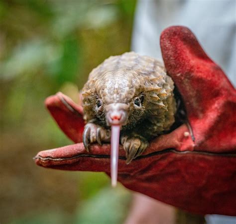 Santu Rio Na Lib Ria Resgata Pangolins Mam Feros Mais Traficados Do