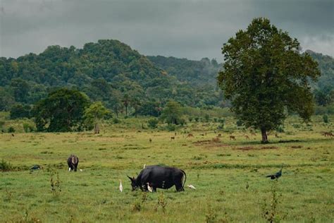 5 Desa Wisata Terindah Di Banyuwangi Yang Wajib Dikunjungi Untuk