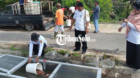 Manfaatkan Saluran Irigasi Untuk Budidaya Ikan Distanakan Sukoharjo