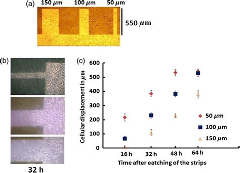 A Representative Image Of A Typical Confluent Monolayer With The