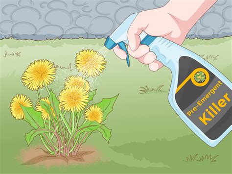 How To Get Rid Of Dandelion Back Gardener