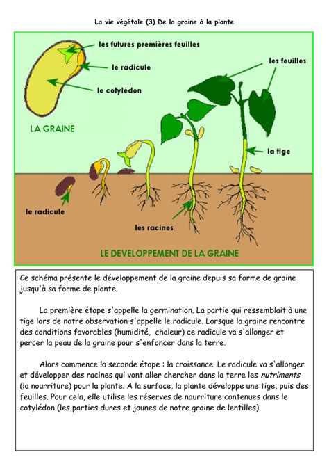 étapes germination haricot