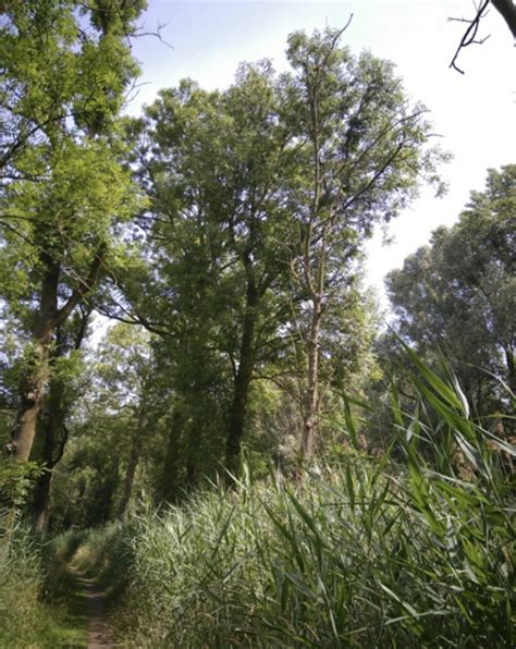 Kapadvies Essen Nuenenseweg 1 Trefpunt Groen Eindhoven