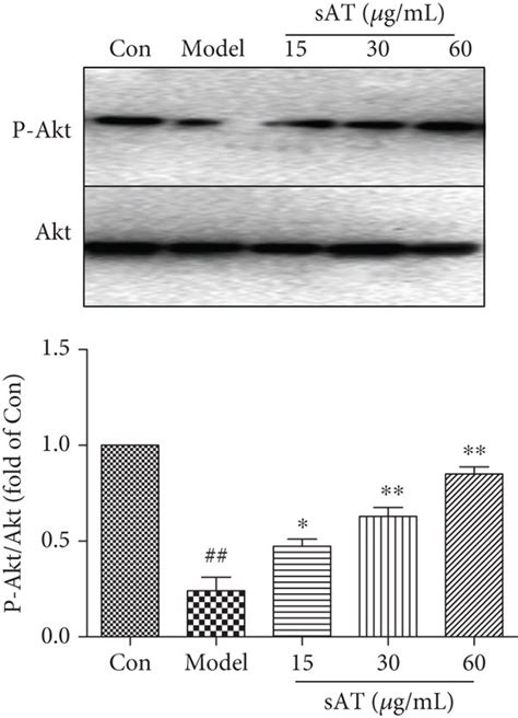 Sat Activated Sirt1 Via Activation Of Pi3kakt Signaling Pathways A